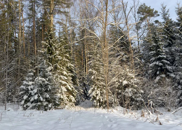 Paisagem Inverno Tradicional Com Árvores Nevadas Magia Inverno — Fotografia de Stock
