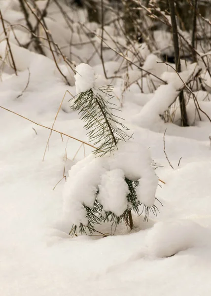 Közeli Kilátás Havas Növények Textúra Fehér Havas Talaj Tél — Stock Fotó