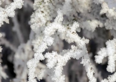 harika kalın ve beyaz don nehir kıyısındaki ağaçları kaplıyor, buzlu dalların yakın görüntüsü, harika soğuk kış sabahı, kış büyüsü