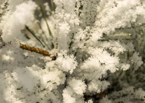 Чудовий Товстий Білий Мороз Покриває Дерева Березі Річки Крупним Планом — стокове фото