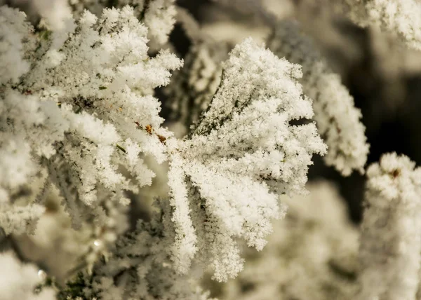 Nádherný Hustý Bílý Mráz Pokrývá Stromy Břehu Řeky Detailní Pohled — Stock fotografie