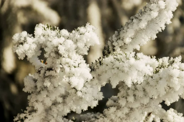 河岸上的树木覆盖着厚厚的白霜 结霜的枝条映衬 寒冷的冬日清晨 冬日的魔法 — 图库照片