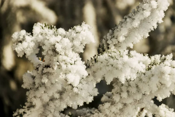 Prachtige Dikke Witte Vorst Bedekt Bomen Aan Oever Van Rivier — Stockfoto