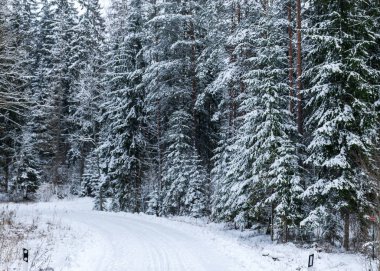 Karlı ağaçlarla geleneksel kış manzarası, kış büyüsü