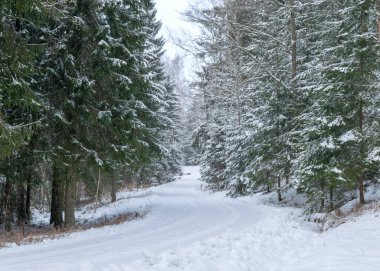 Karlı ağaçlarla geleneksel kış manzarası, kış büyüsü