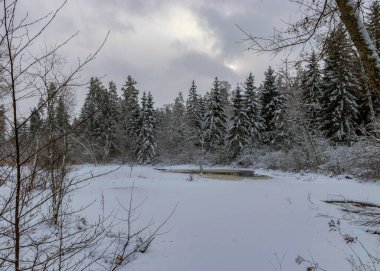 Karlı ağaçlarla geleneksel kış manzarası, kış büyüsü
