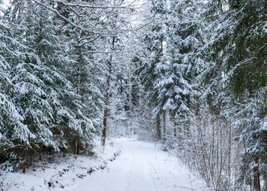 Karlı ağaçlarla geleneksel kış manzarası, kış büyüsü