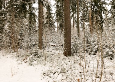 Karlı ağaçlarla geleneksel kış manzarası, kış büyüsü