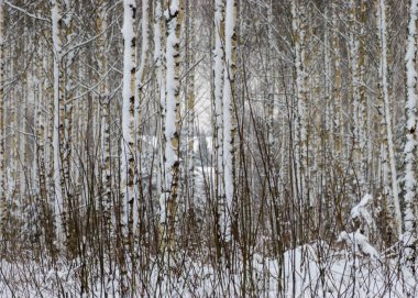 Karlı ağaçlarla geleneksel kış manzarası, kış büyüsü