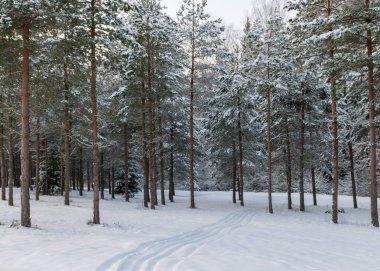 Karlı ağaçlarla geleneksel kış manzarası, kış büyüsü