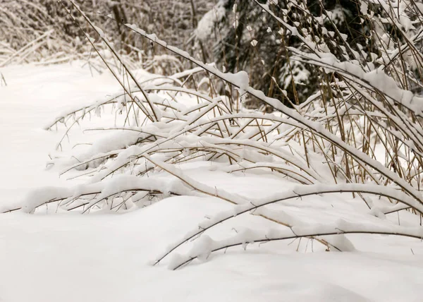 Vista Cerca Con Ramas Árboles Nevados Capa Gruesa Nieve Cubre —  Fotos de Stock