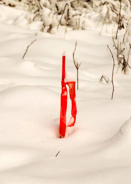 Tradiční Zimní Krajina Zasněženými Stromy Červené Větve Kouzlo Bílé Zimy — Stock fotografie
