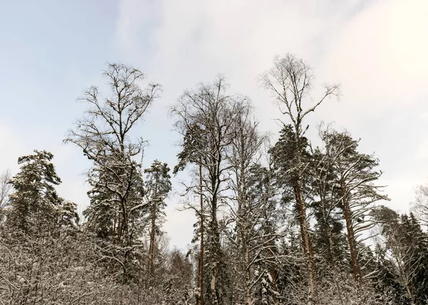 伝統的な冬の風景雪の木冬の魔法 — ストック写真