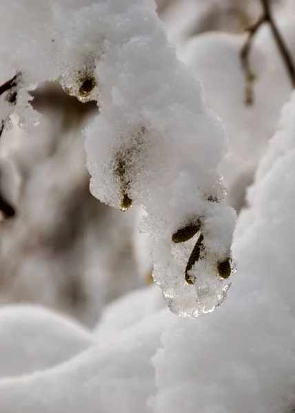 Närbild Med Snöiga Trädgrenar Tjockt Lager Snö Täcker Trädgrenarna Vintermagi — Stockfoto