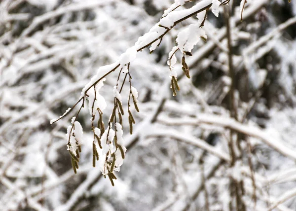 Вид Крупним Планом Гілками Сніжного Дерева Товстий Шар Снігу Покриває — стокове фото