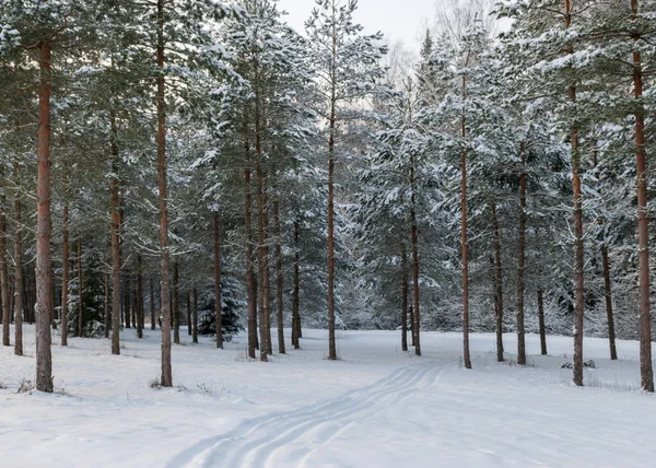 Karlı ağaçlarla geleneksel kış manzarası, kış büyüsü