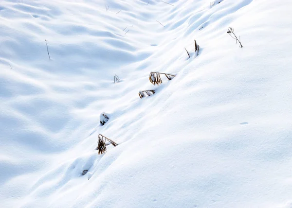 Vista Close Plantas Nevadas Nevadas Neve Branca Cobrindo Chão Sombras — Fotografia de Stock