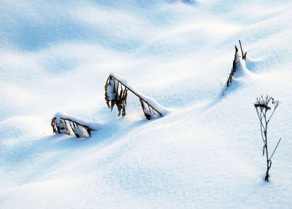 Van Dichtbij Uitzicht Besneeuwde Planten Witte Sneeuw Grond Contrasterende Schaduwen — Stockfoto