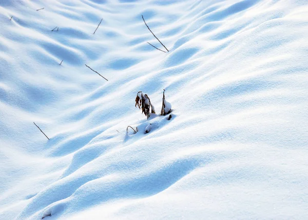 Вид Крупним Планом Засніжені Рослини Білий Сніг Покриває Землю Контрастні — стокове фото