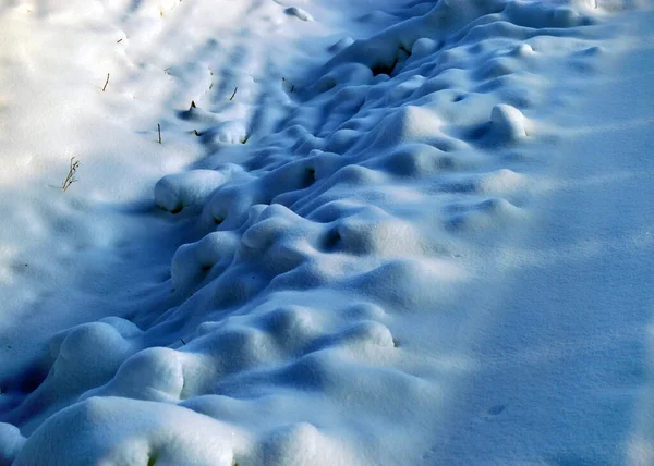 Vista Ravvicinata Piante Innevate Neve Bianca Che Ricopre Terreno Ombre — Foto Stock