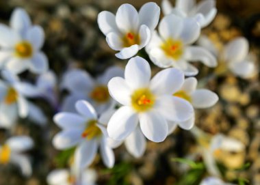 Büyüleyici bahar çiçekleri, çiçek açan çiçekler, renkli bahar çiçekleri, bulanık bir arka planda taç yaprakları, seçici bir odak noktası..