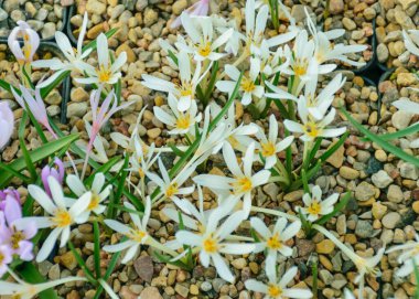 Çiçekli beyaz timsahlar, bahar çiçekleri, bulanık bir arka planda yaprak parçaları, güzel renkli ilk çiçekler, seçici bir odak. (Crocus vernus, bahar crocus)
