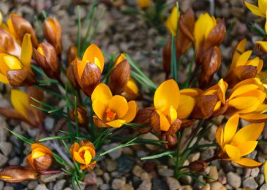 Çiçekli sarı timsahlar, bahar çiçekleri, bulanık bir arka planda yaprak parçaları, güzel renkli ilk çiçekler, seçici bir odak. (Crocus vernus, bahar crocus)