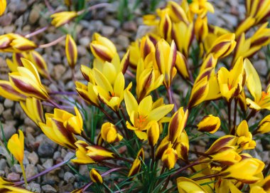 Çiçekli sarı timsahlar, bahar çiçekleri, bulanık bir arka planda yaprak parçaları, güzel renkli ilk çiçekler, seçici bir odak. (Crocus vernus, bahar crocus)