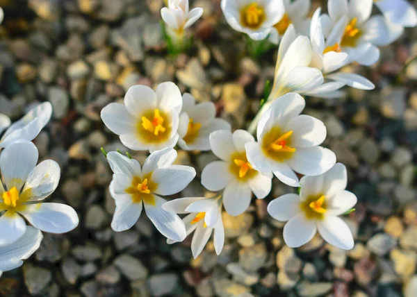 Blick Auf Charmante Frühlingsblumen Blühende Bunte Blumen Bunte Frühlingsblumen Blütenblätterfragmente — Stockfoto