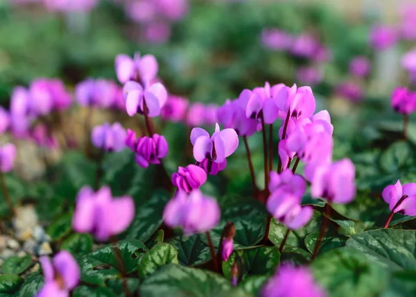 Över Charmiga Vårblommor Blommande Brokiga Blommor Färgglada Vårblommor Kronblad Fragment — Stockfoto