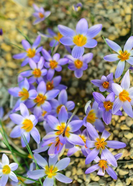 Blick Auf Charmante Frühlingsblumen Blühende Bunte Blumen Bunte Frühlingsblumen Blütenblätterfragmente — Stockfoto