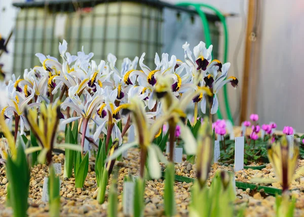 Çiçekli Beyaz Timsahlar Bahar Çiçekleri Bulanık Bir Arka Planda Yaprak — Stok fotoğraf