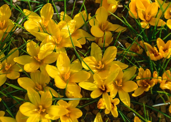 Obraz Kwitnące Żółte Krokusy Wiosenne Kwiaty Fragmenty Płatków Rozmytym Tle — Zdjęcie stockowe
