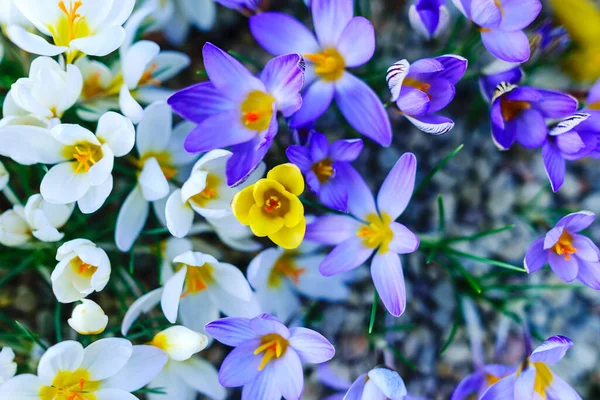 Vista Affascinanti Fiori Primaverili Fiori Variegati Fioriti Fiori Primaverili Colorati — Foto Stock