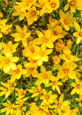 Çiçekli sarı timsahlar, bahar çiçekleri, bulanık bir arka planda yaprak parçaları, güzel renkli ilk çiçekler, seçici bir odak. (Crocus vernus, bahar crocus)