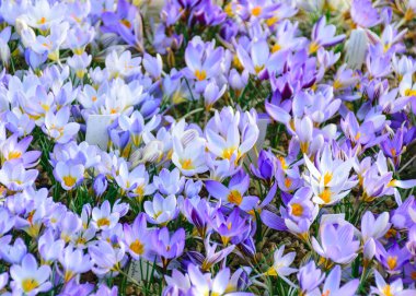Çiçekli mor timsahlar, bahar çiçekleri, bulanık bir arka planda yaprak parçaları, güzel renkli ilk çiçekler, seçici bir odak. (Crocus vernus, bahar crocus)