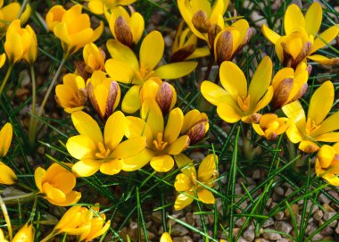 Çiçekli sarı timsahlar, bahar çiçekleri, bulanık bir arka planda yaprak parçaları, güzel renkli ilk çiçekler, seçici bir odak. (Crocus vernus, bahar crocus)