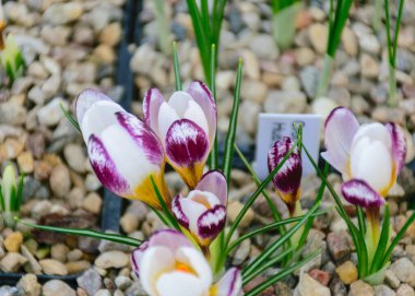 Çiçekli beyaz timsahlar, bahar çiçekleri, bulanık bir arka planda yaprak parçaları, güzel renkli ilk çiçekler, seçici bir odak. (Crocus vernus, bahar crocus)