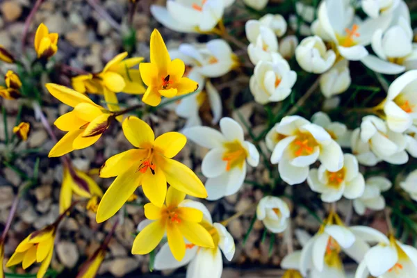 Vista Affascinanti Fiori Primaverili Fiori Variegati Fioriti Fiori Primaverili Colorati — Foto Stock