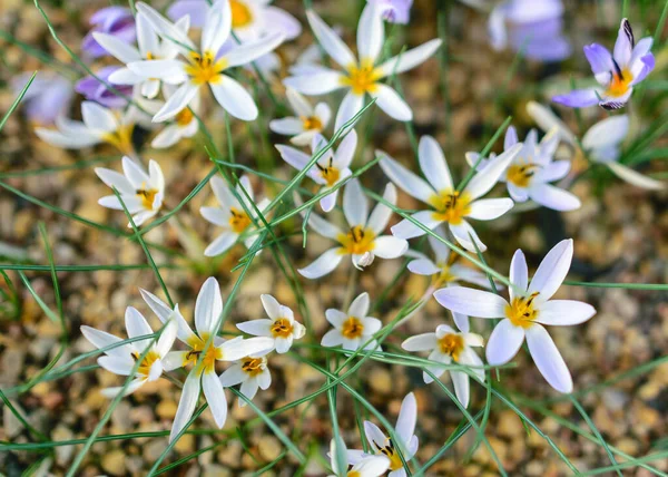 Imagen Con Azafrán Blanco Flor Flores Primavera Fragmentos Pétalos Sobre —  Fotos de Stock