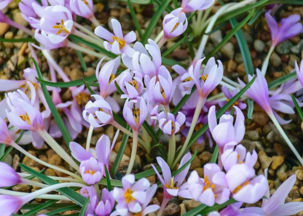 Image Blooming Purple Crocuses Spring Flowers Petal Fragments Blurred Background — Stock Photo, Image