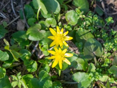 İlk bahar çiçekleri, parlak sarı, bulanık arkaplan