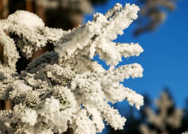 harika kalın ve beyaz don nehir kıyısındaki ağaçları kaplıyor, buzlu dalların yakın görüntüsü, harika soğuk kış sabahı, kış büyüsü