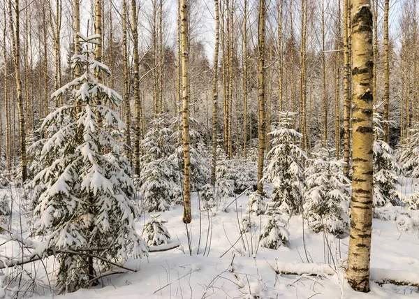Традиционный Зимний Пейзаж Снежными Деревьями Зимняя Магия — стоковое фото