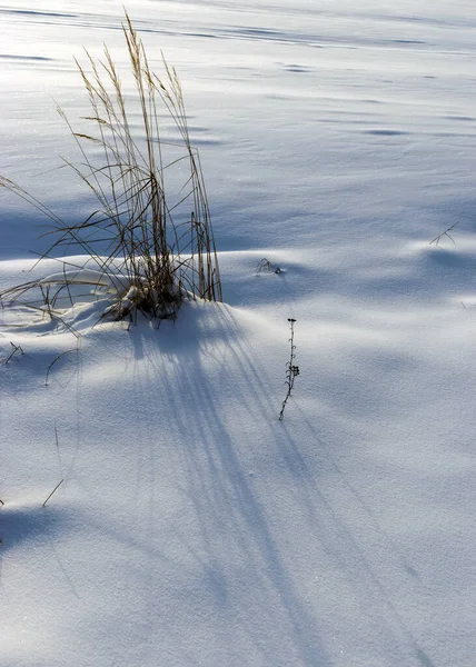 Вид Крупним Планом Засніжені Рослини Білий Сніг Покриває Землю Контрастні — стокове фото