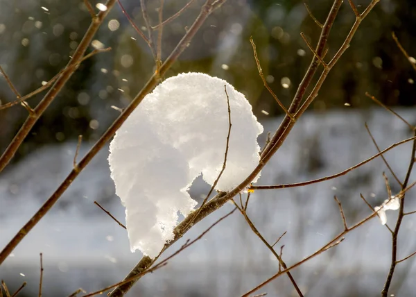 Snöbildning Trädgren Bakgrunden Magisk Vinterdag — Stockfoto