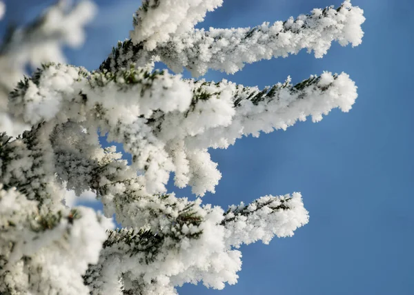 Maravillosas Heladas Gruesas Blancas Cubren Los Árboles Orilla Del Río — Foto de Stock