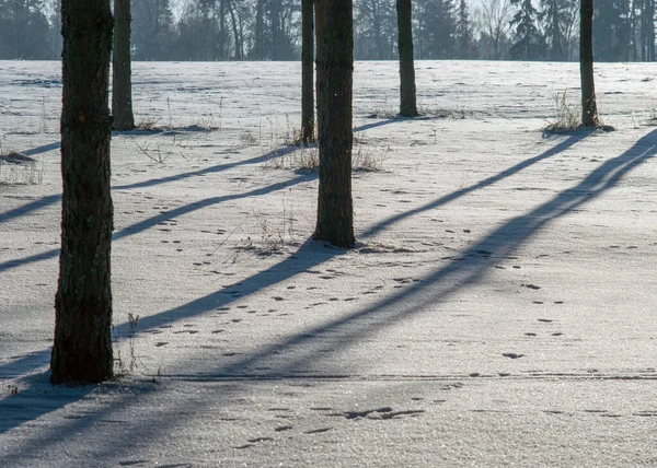 Imagem Inverno Contrastante Com Troncos Árvores Escuras Tons Neve Branca — Fotografia de Stock