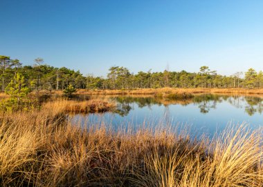 Mavi gökyüzü sakin bir bataklık gölüne, bataklık çamları göl kıyısının çevresine, bataklığa özgü bitkilere, çimenlere, yosunlara, bataklıktaki sonbahar renklerine yansıyor.