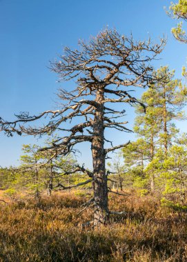 Doğadaki sonbahar karakteristik renkleri, bataklık bitkileri kahverengi tonlarda boyanmış nadir bataklık çamları, bataklıkta sonbahar.